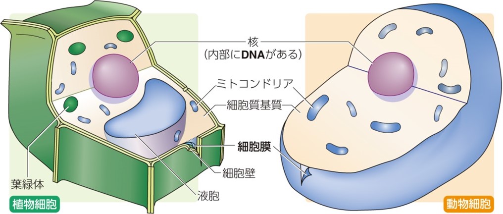 生物基礎 真核細胞と原核細胞 定期テスト対策 Noregretlife