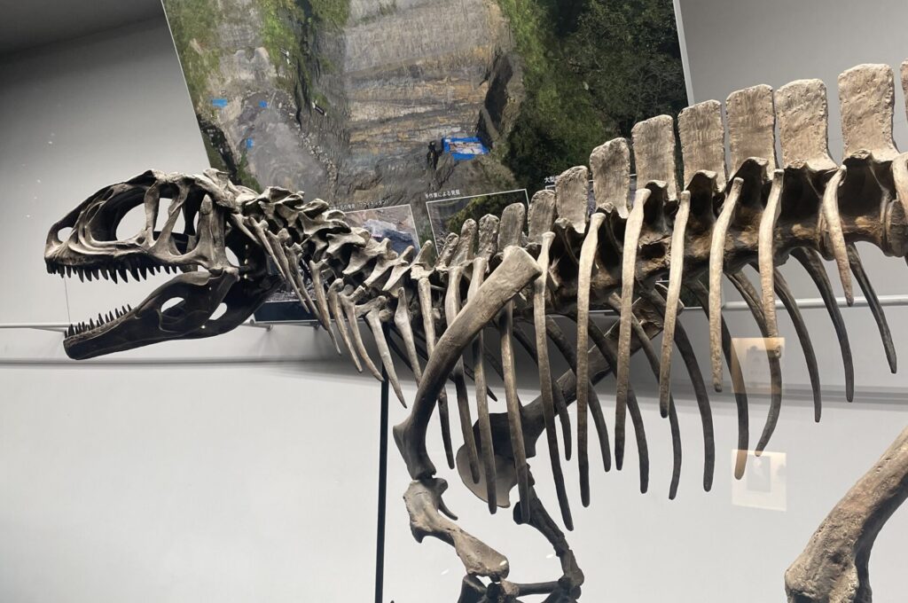 福井で発見された恐竜化石